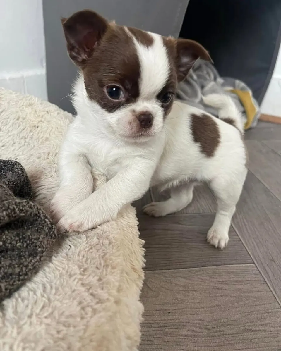 Chihuahua 