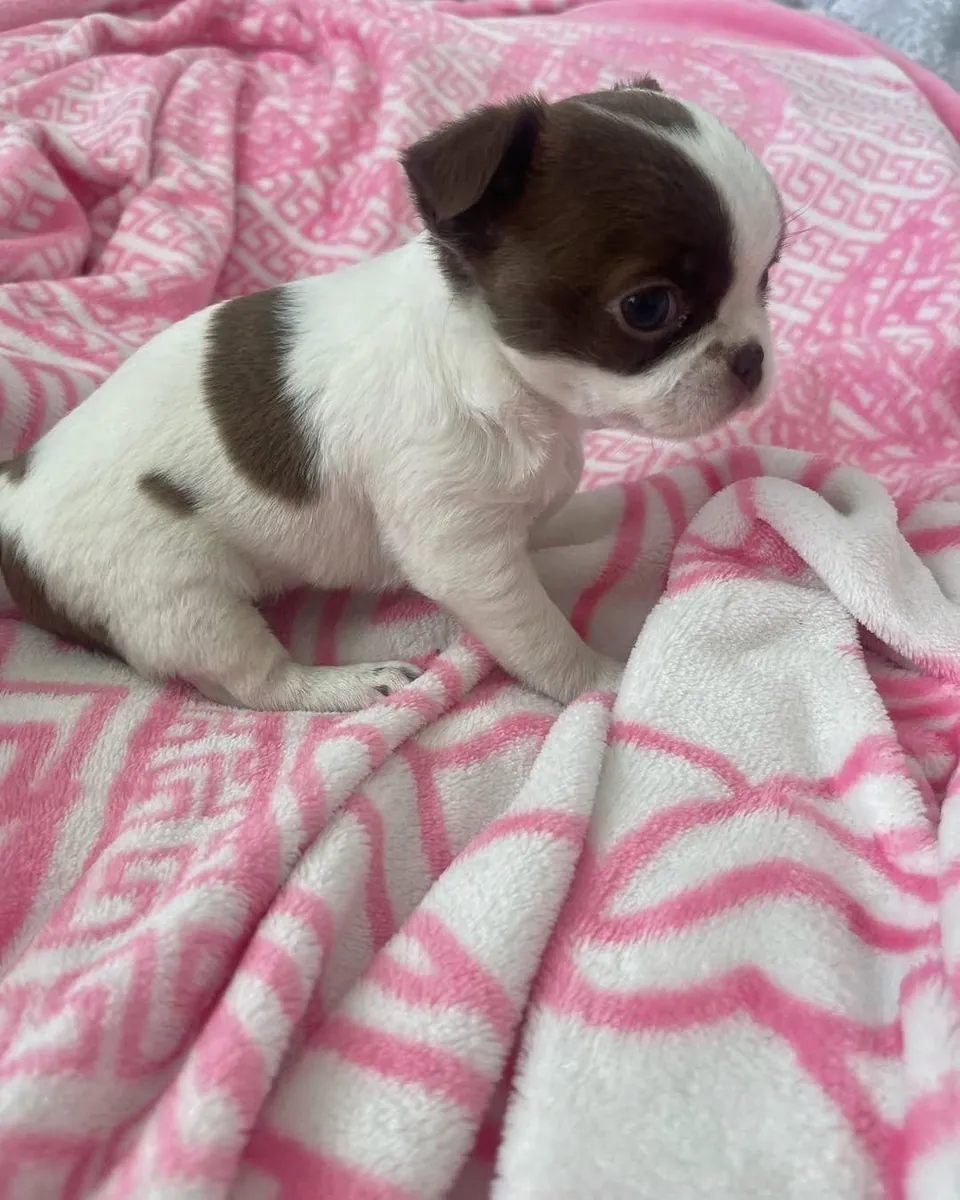 Chihuahua 