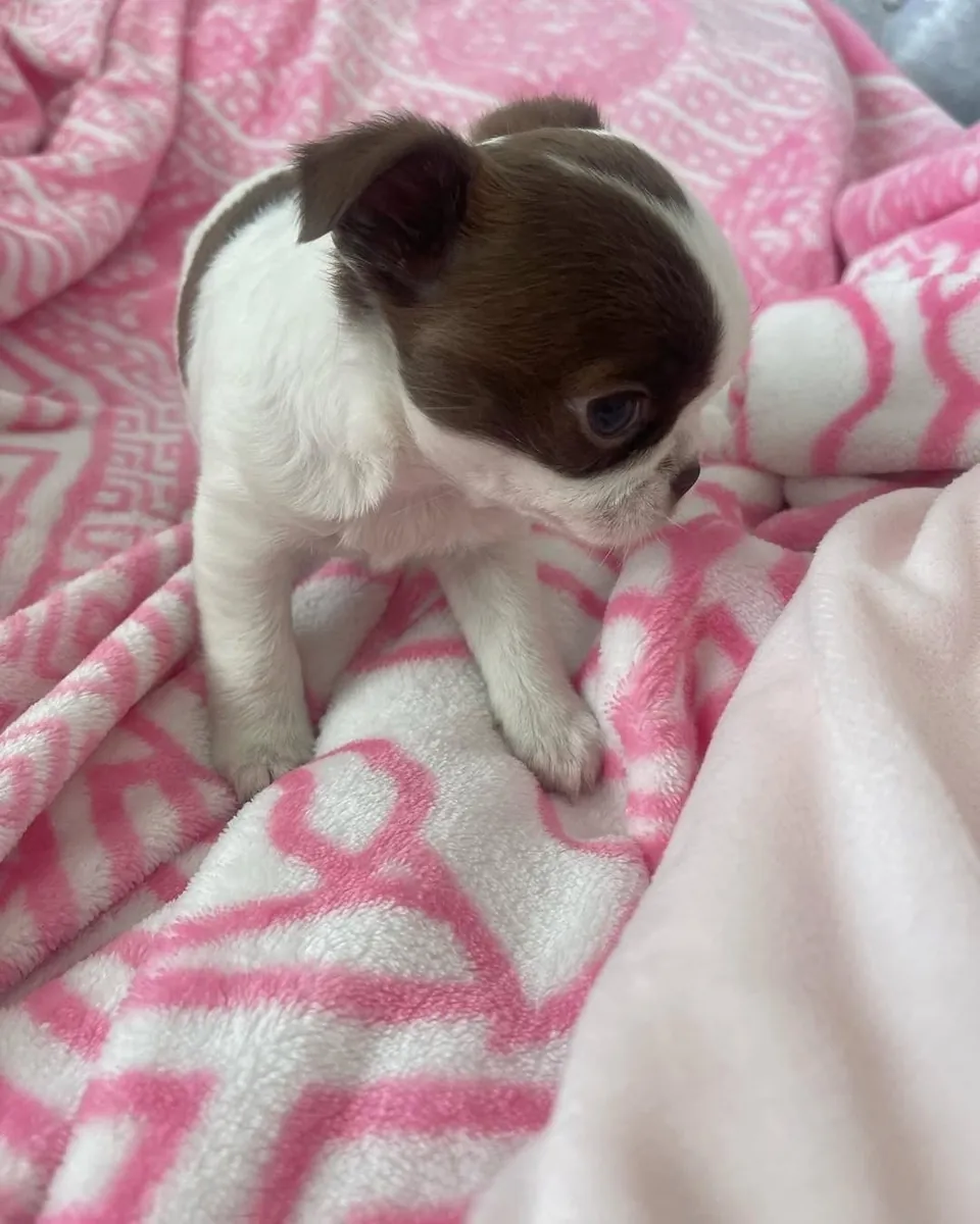 Chihuahua 