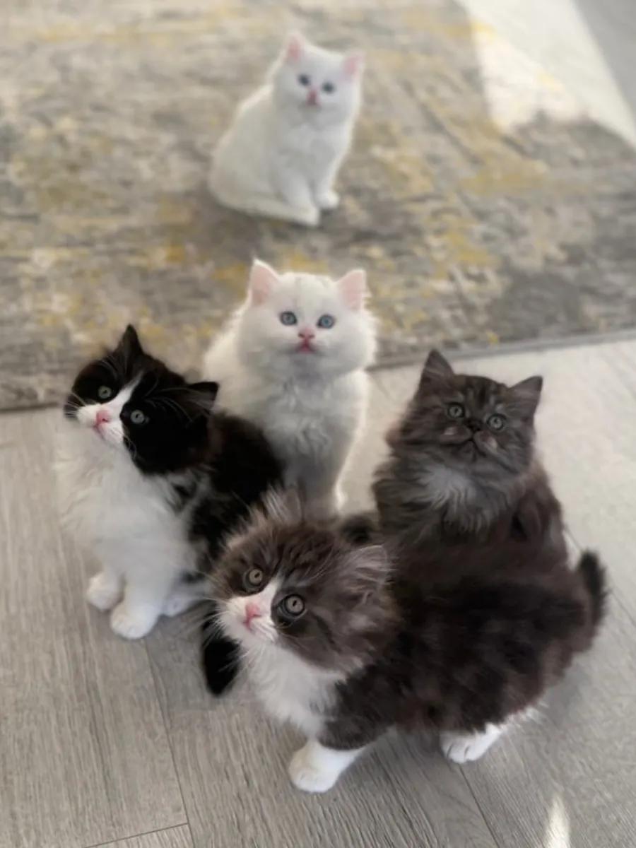 Persian kittens for adoption. 