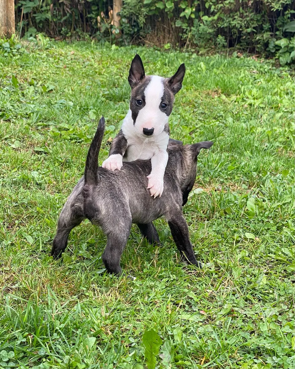 Cachorros Bull Terrier inteligentes y cariñosos 632000221