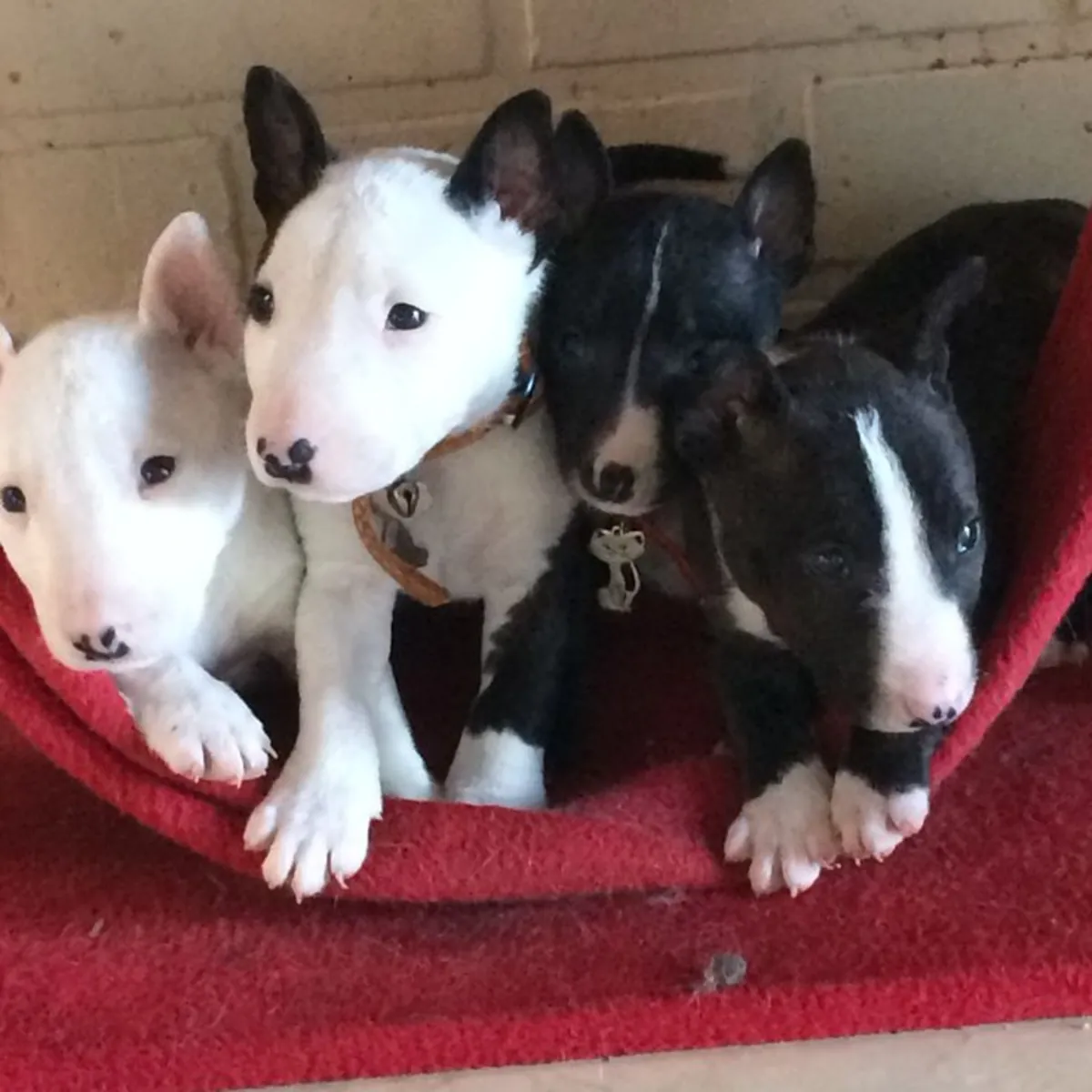 Cachorros Bull Terrier fieles y adorables 632000221