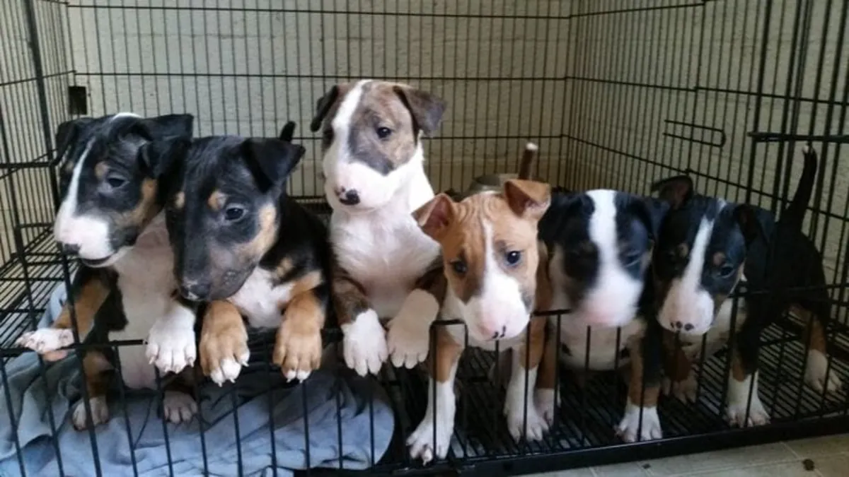 Cachorros Bull Terrier hermosos y juguetones 632000221