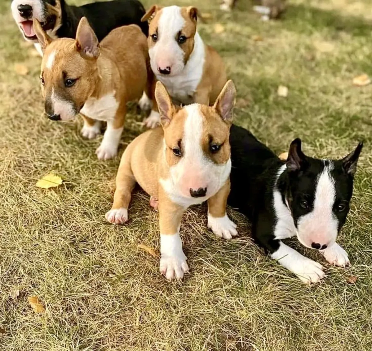 Cachorros Bull Terrier alegres y especiales 632000221