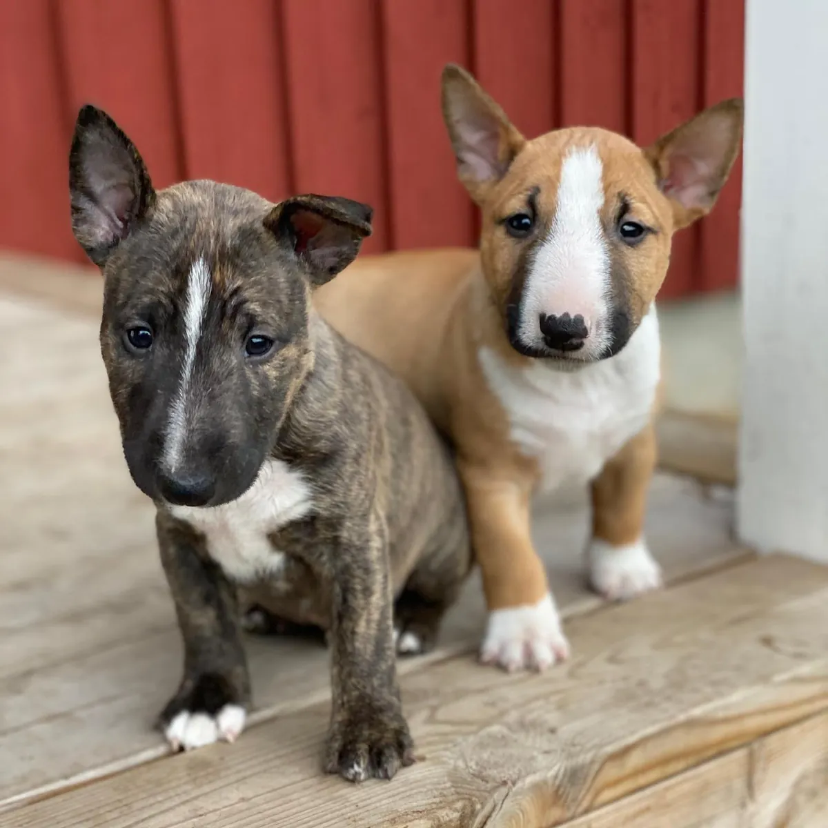 Cachorros Bull Terrier adorables y equilibrados 632000221