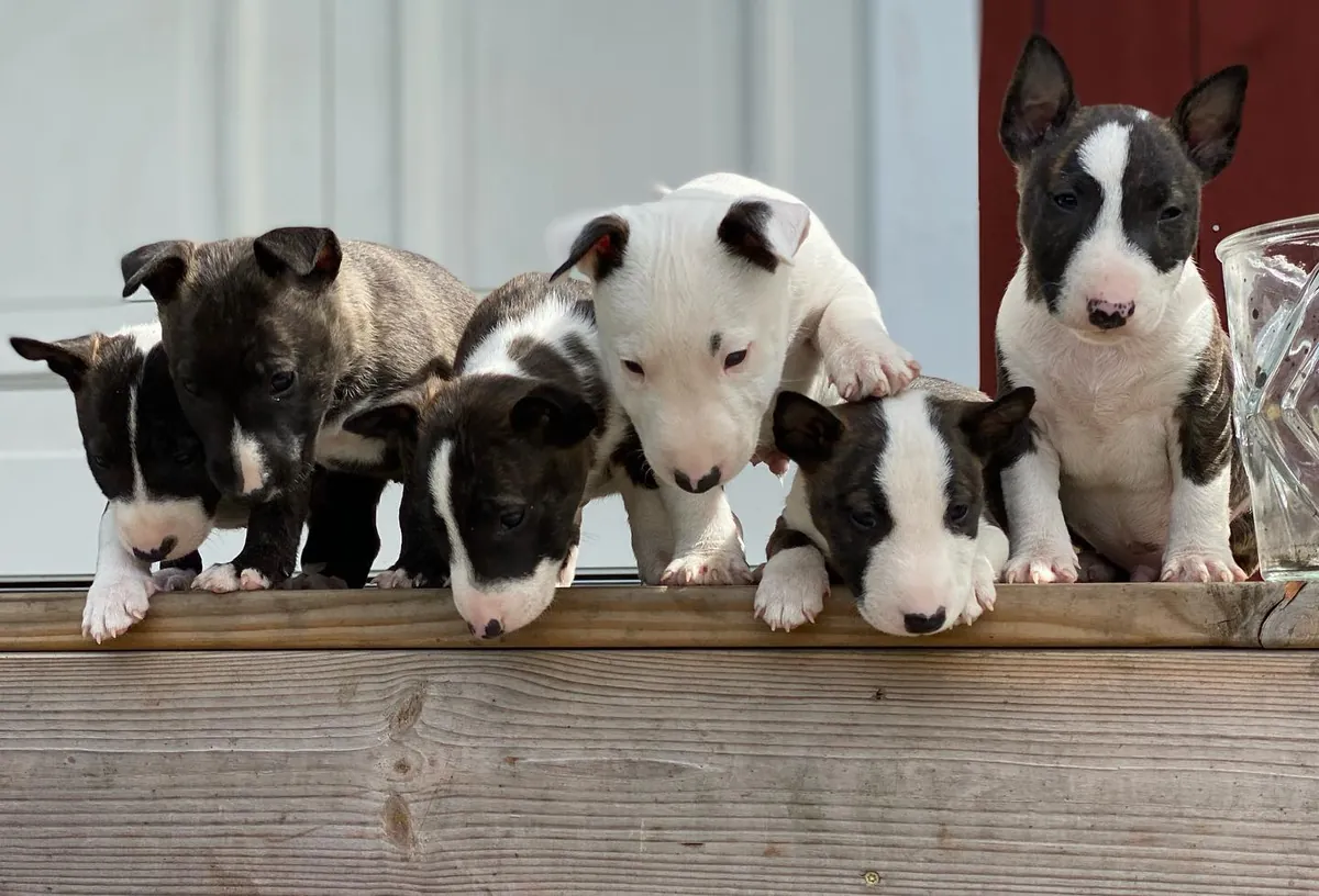 Cachorros Bull Terrier únicos y juguetones 632000221