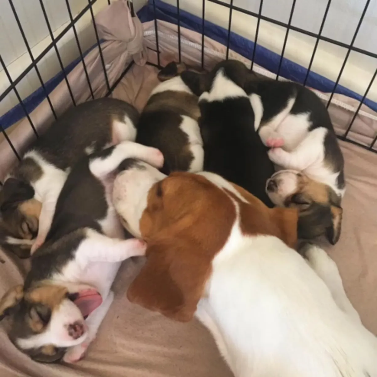 Cachorros Beagle de raza pura, niñas y niños en adopción