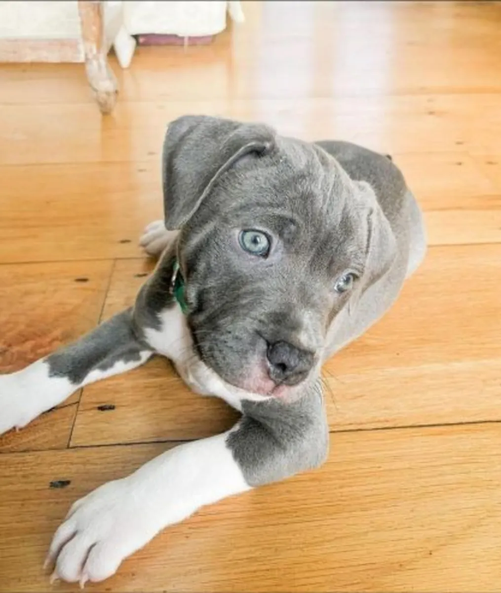 Cane Corso Yavru Sahiplendirme