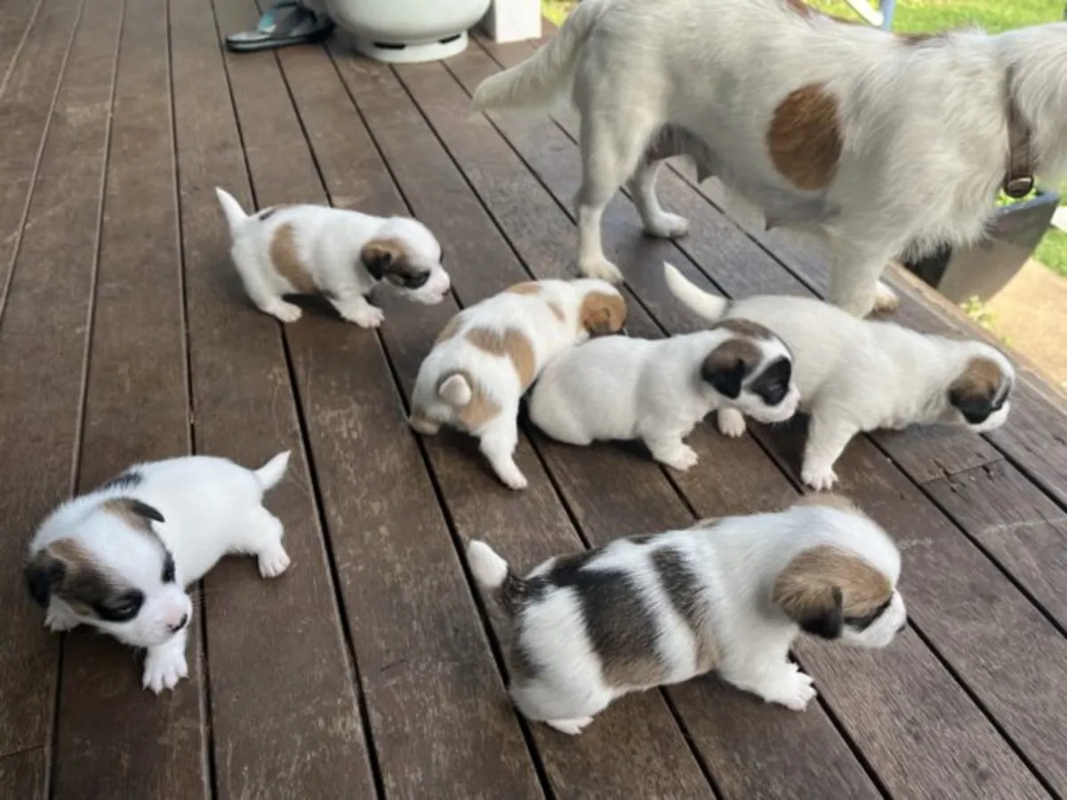 Succulent Jack Russell Puppies