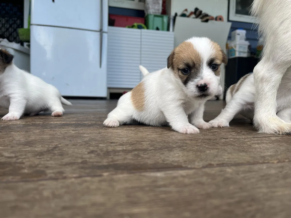 Succulent Jack Russell Puppies