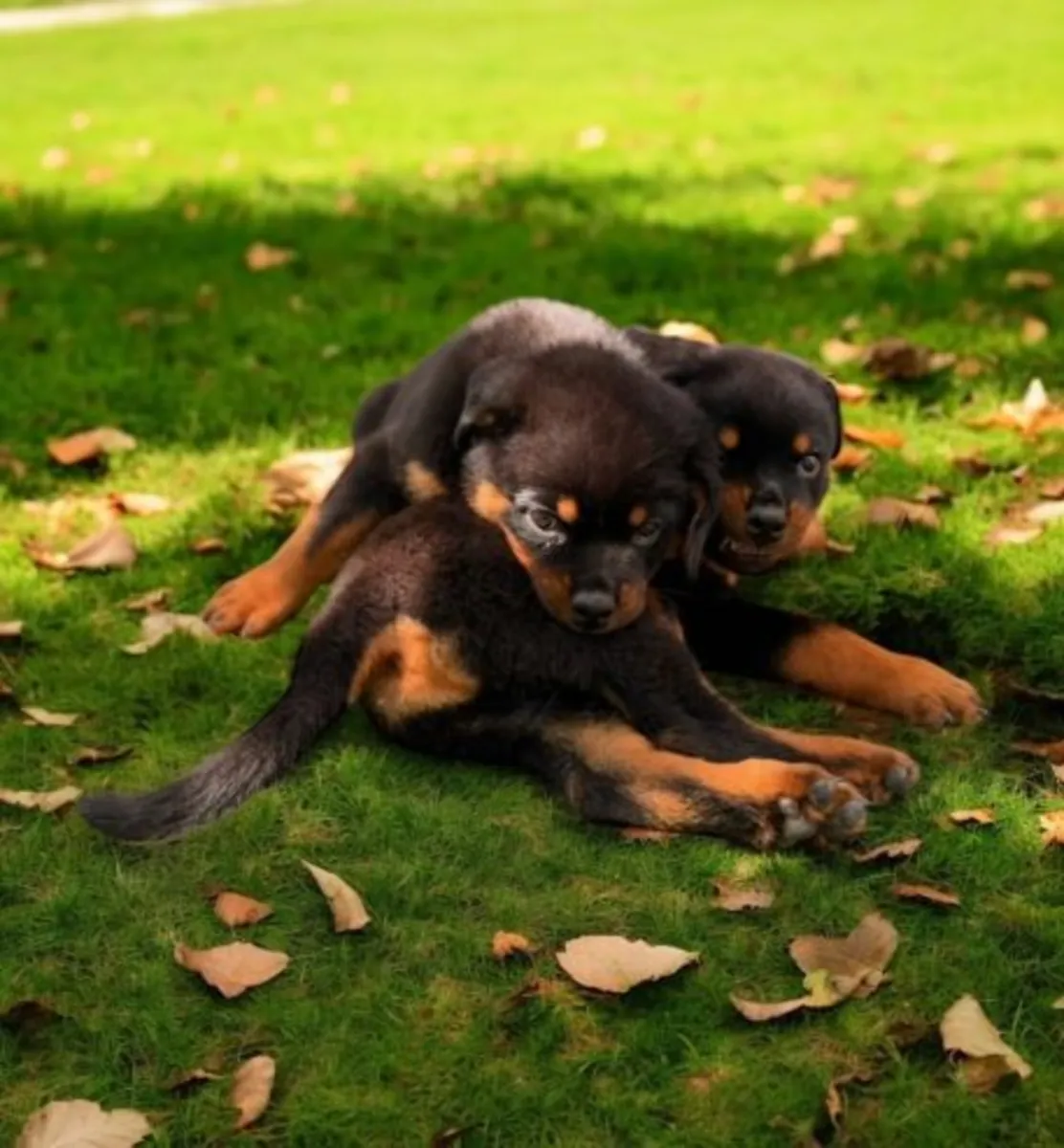 Healthy Rottweiler Puppies for adoption