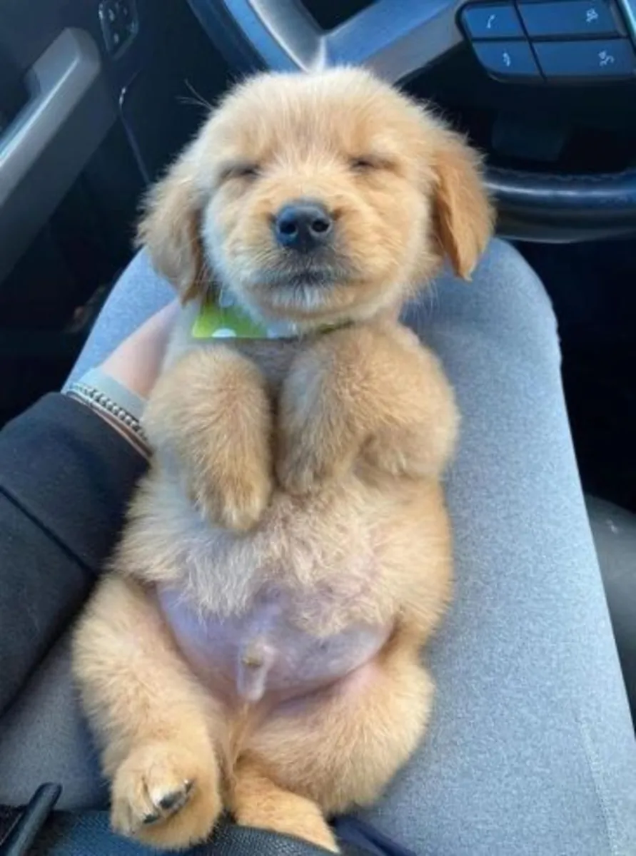Un cachorro Labrador juguetón busca un nuevo hogar