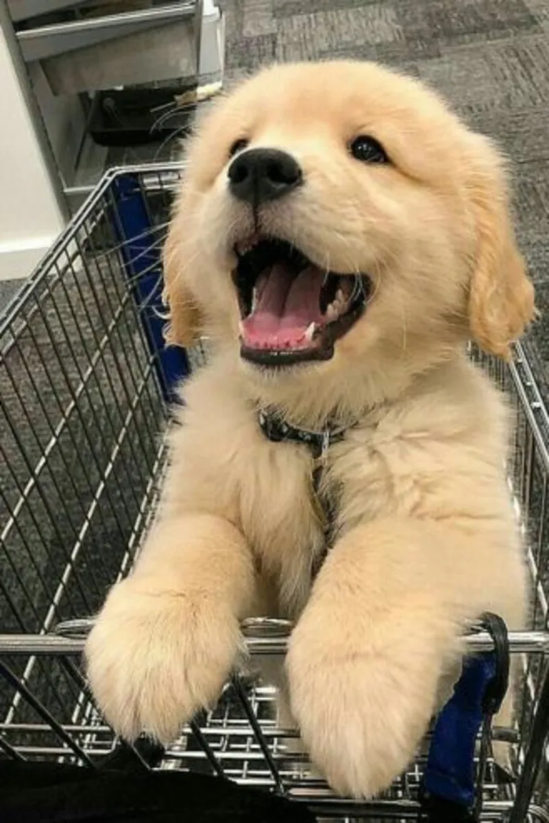 Un cachorro Labrador juguetón busca un nuevo hogar