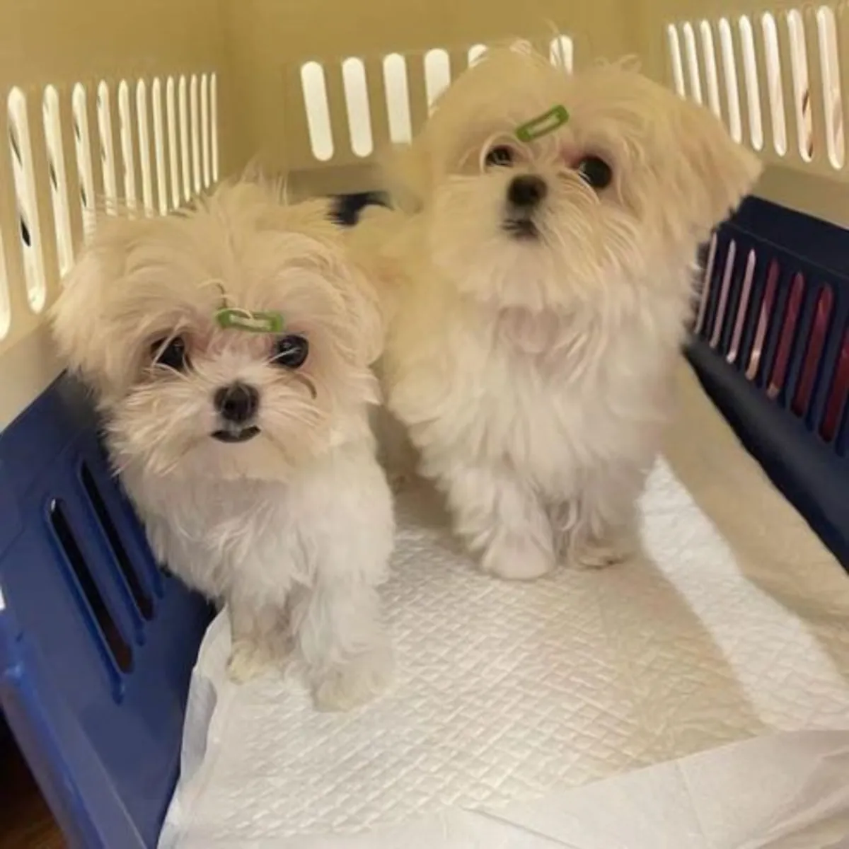 Healthy Maltese puppies for adoption