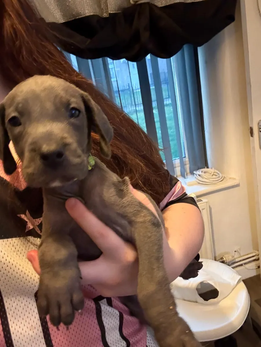大丹犬幼犬可供领养