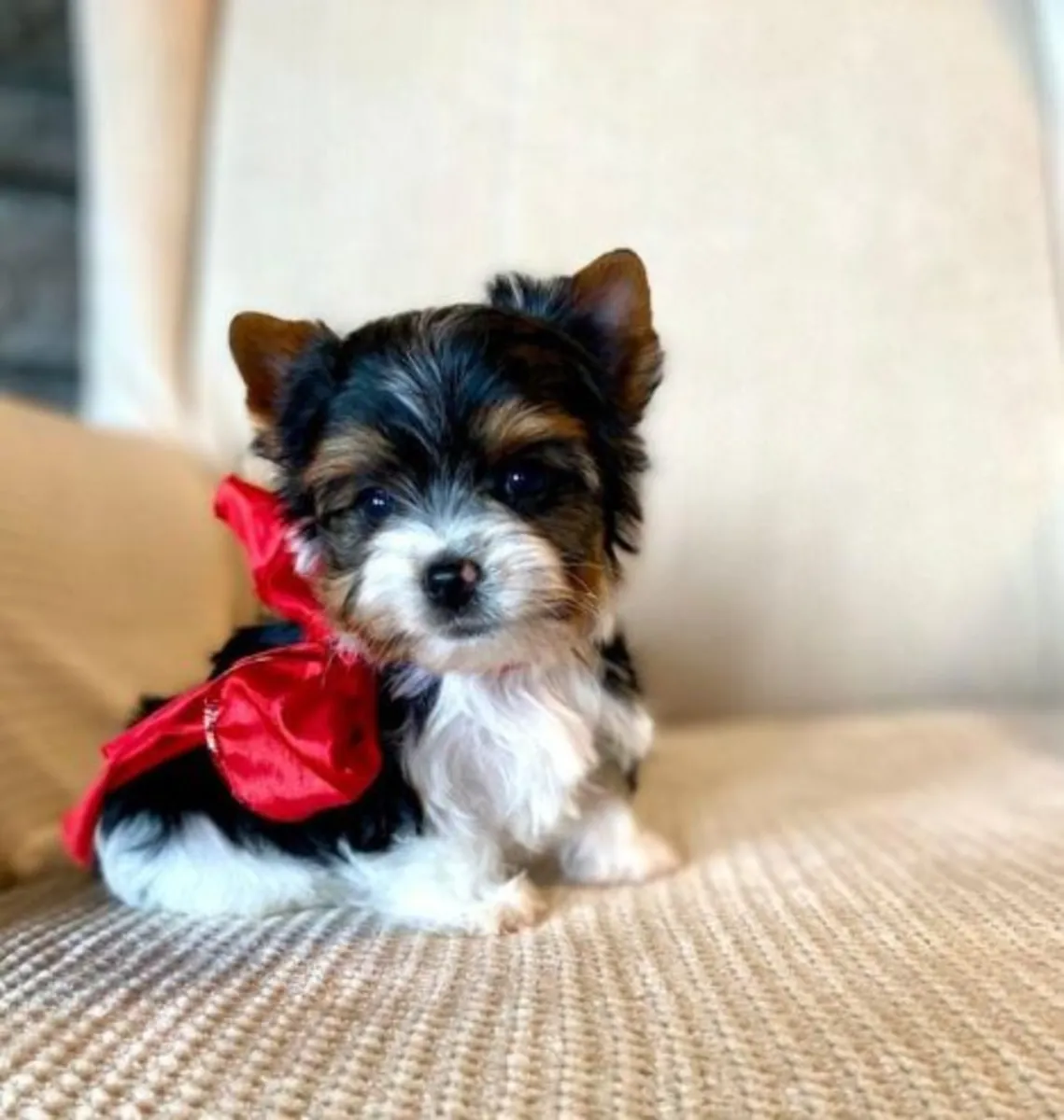 Adorable Yorkshire Terrier Puppies – Ready for Their New Homes 🐾✨
