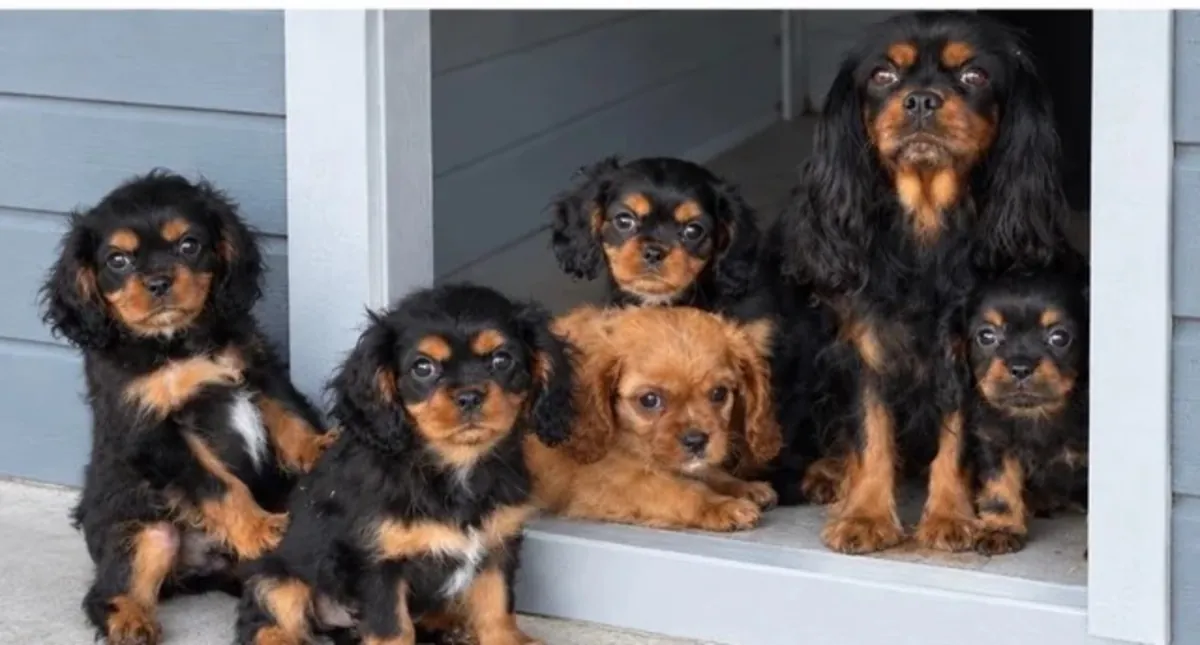 Hermosos cachorros Cavalier King Charles Spaniel