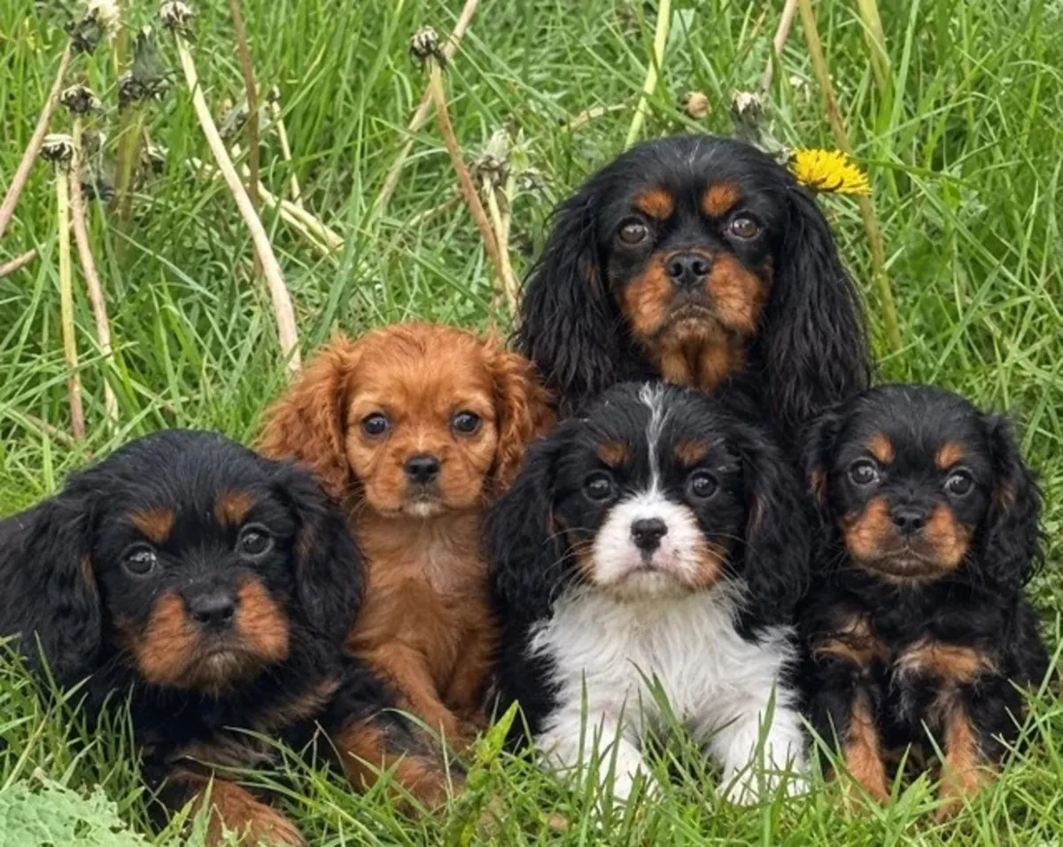 Hermosos cachorros Cavalier King Charles Spaniel