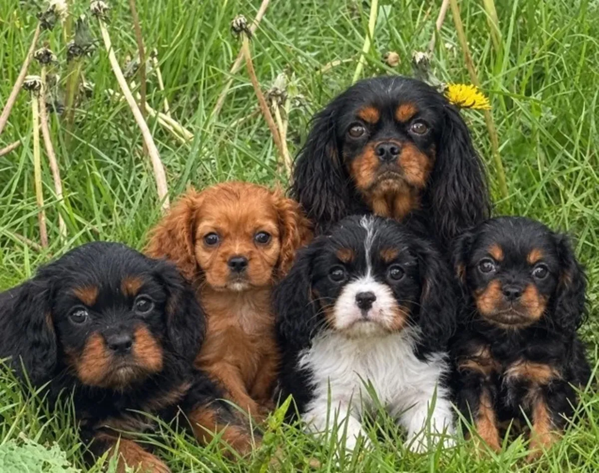 Hermosos cachorros Cavalier King Charles Spaniel