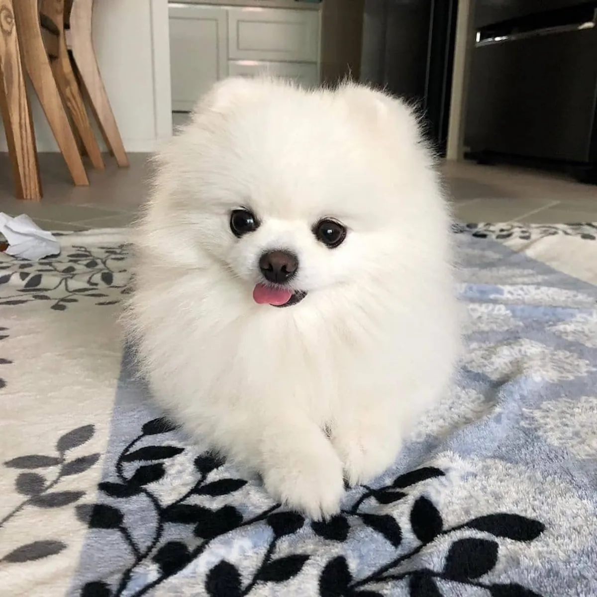 Cachorros de Pomerania