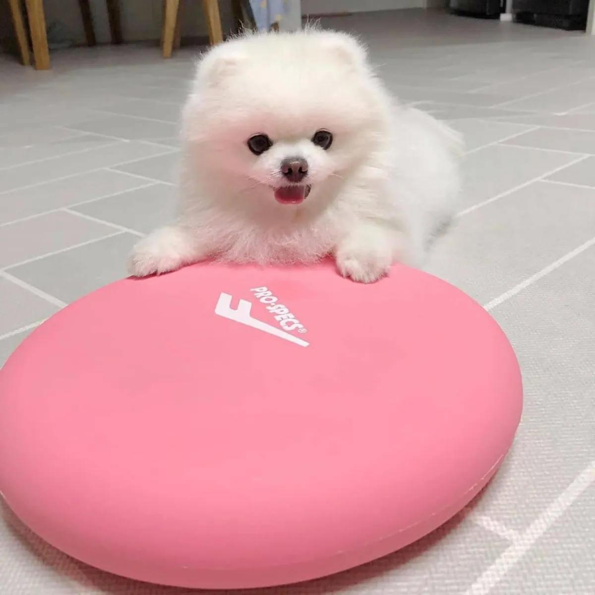 Cachorros de Pomerania