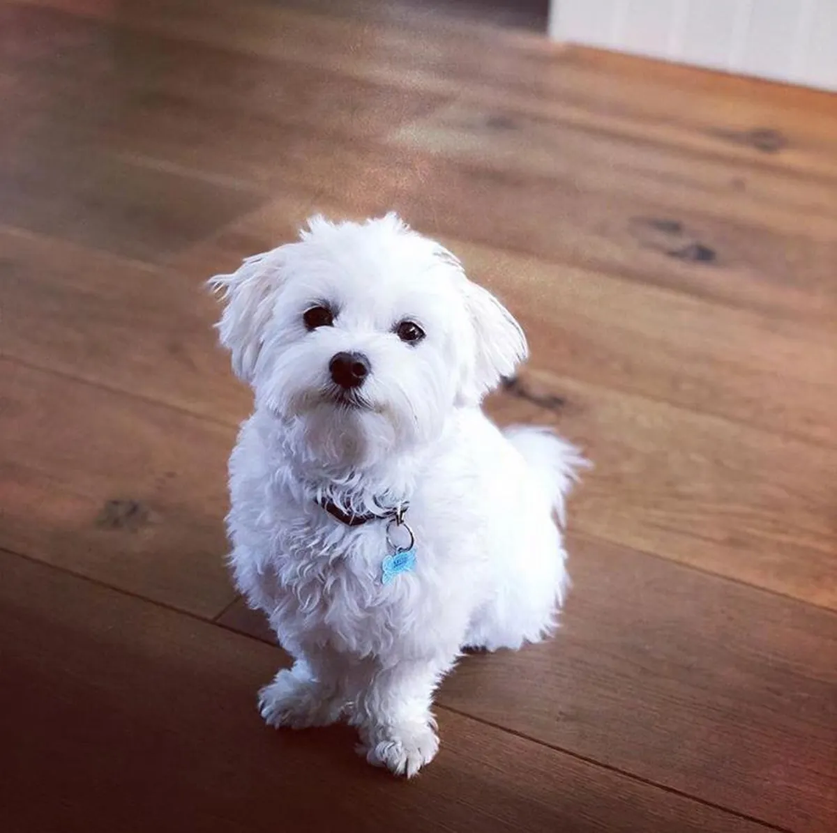 Maltese Bichon Yavruları