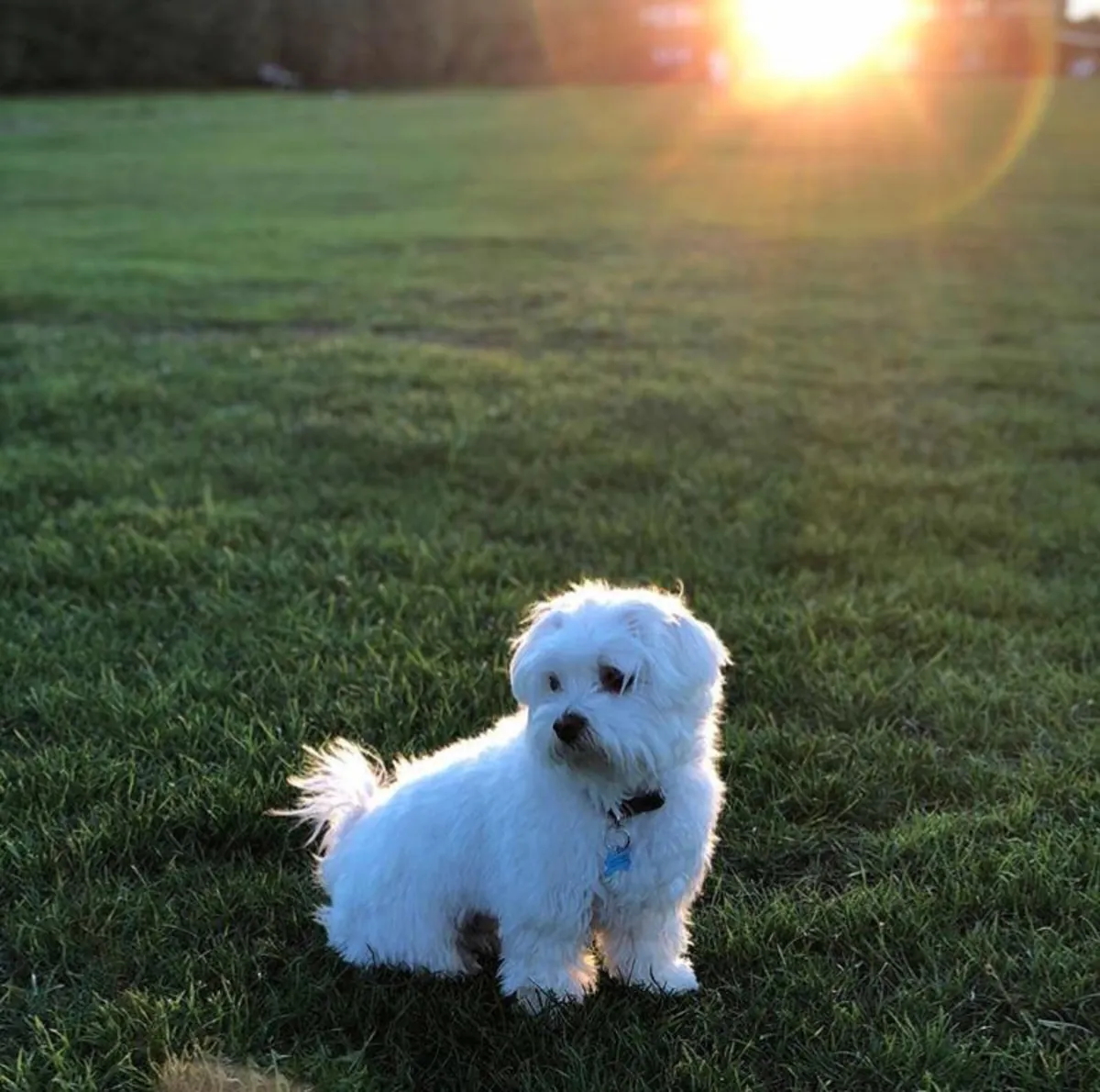 Maltese Bichon Yavruları
