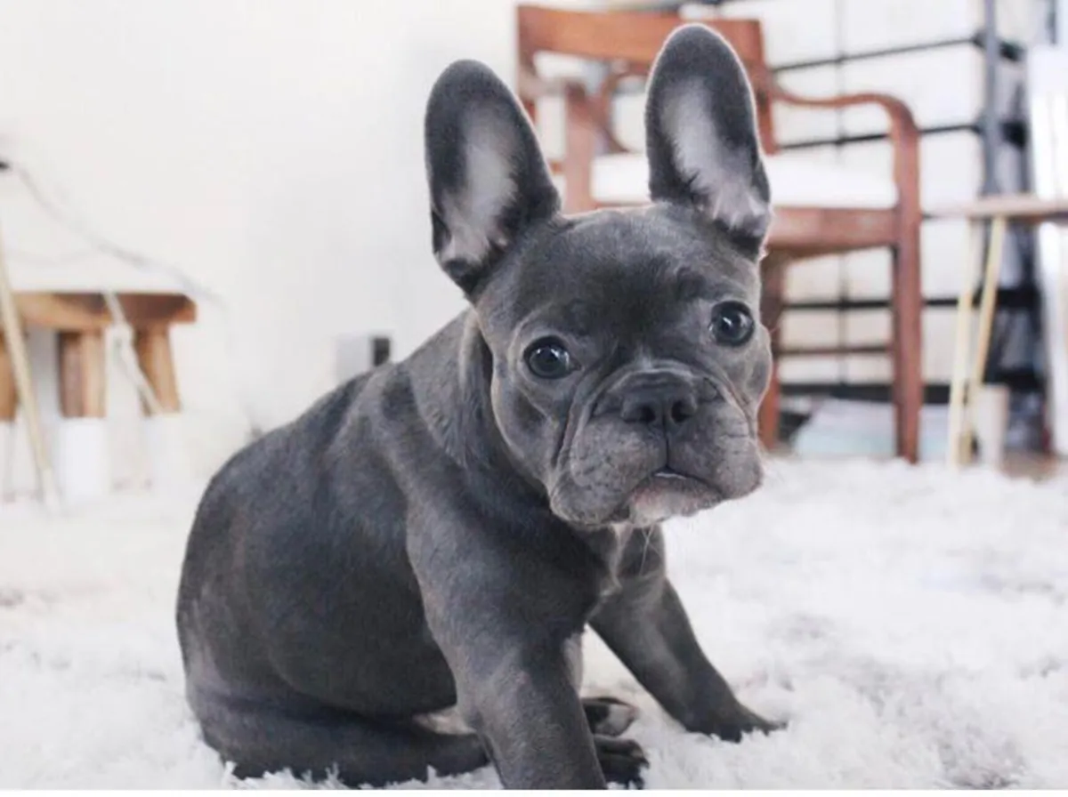 Chiots Bulldog Français