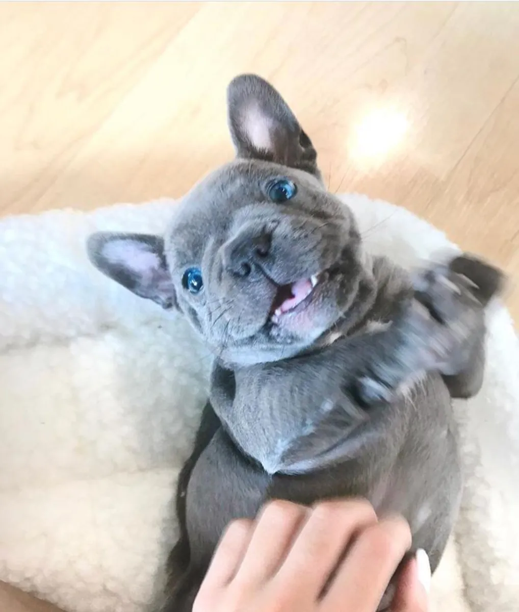 Chiots Bulldog Français