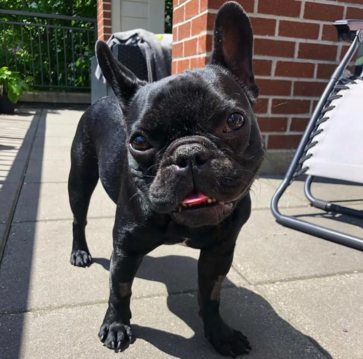 Chiots Bulldog Français
