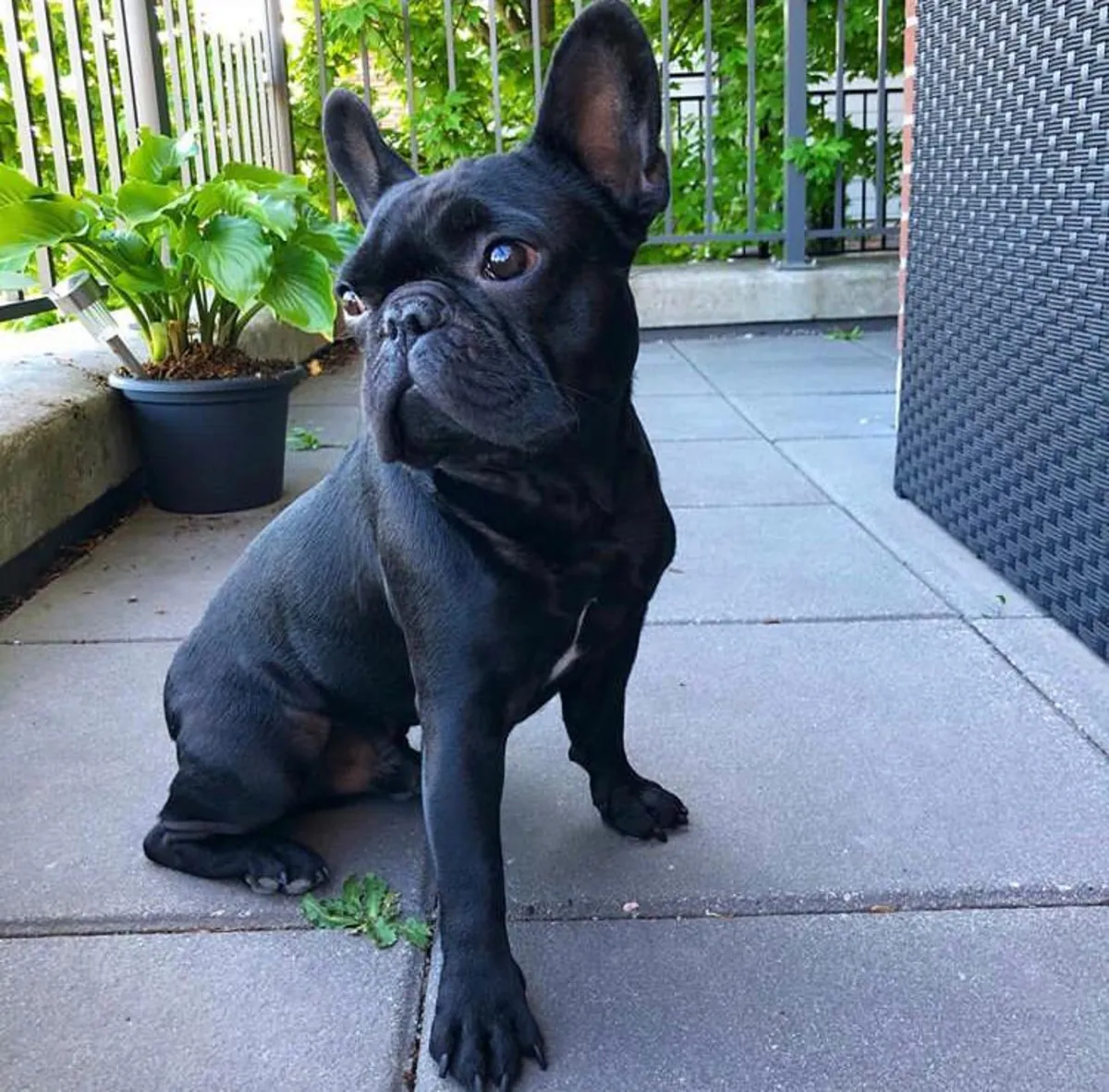 Chiots Bulldog Français