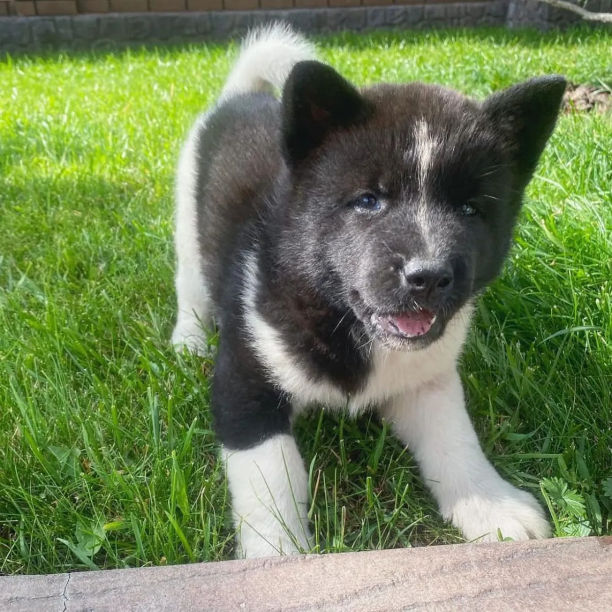 Cachorros de Akita
