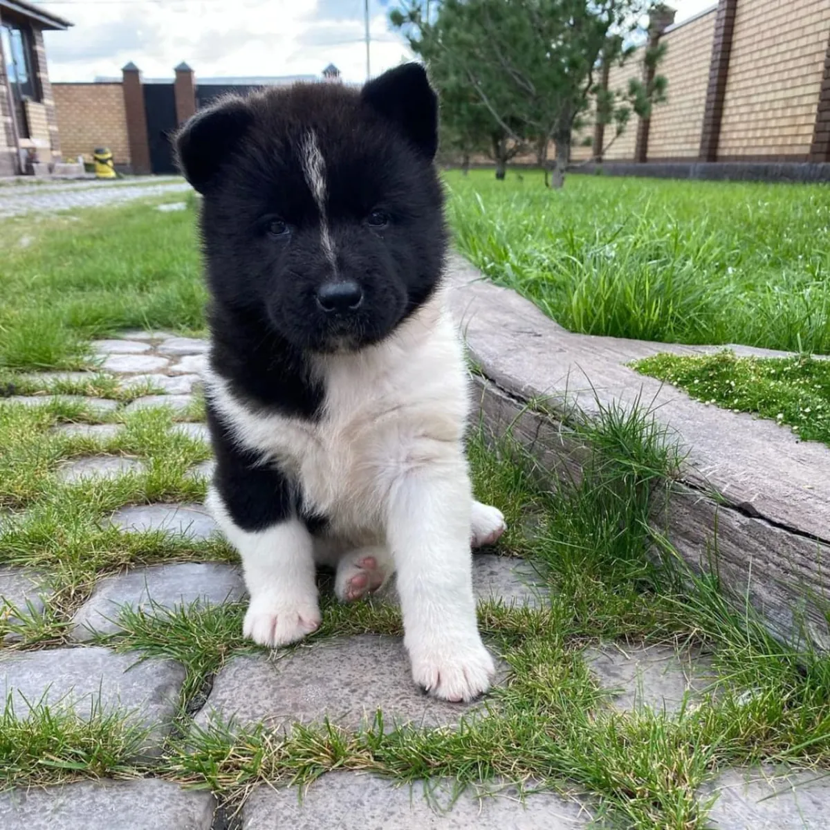 Cachorros de Akita