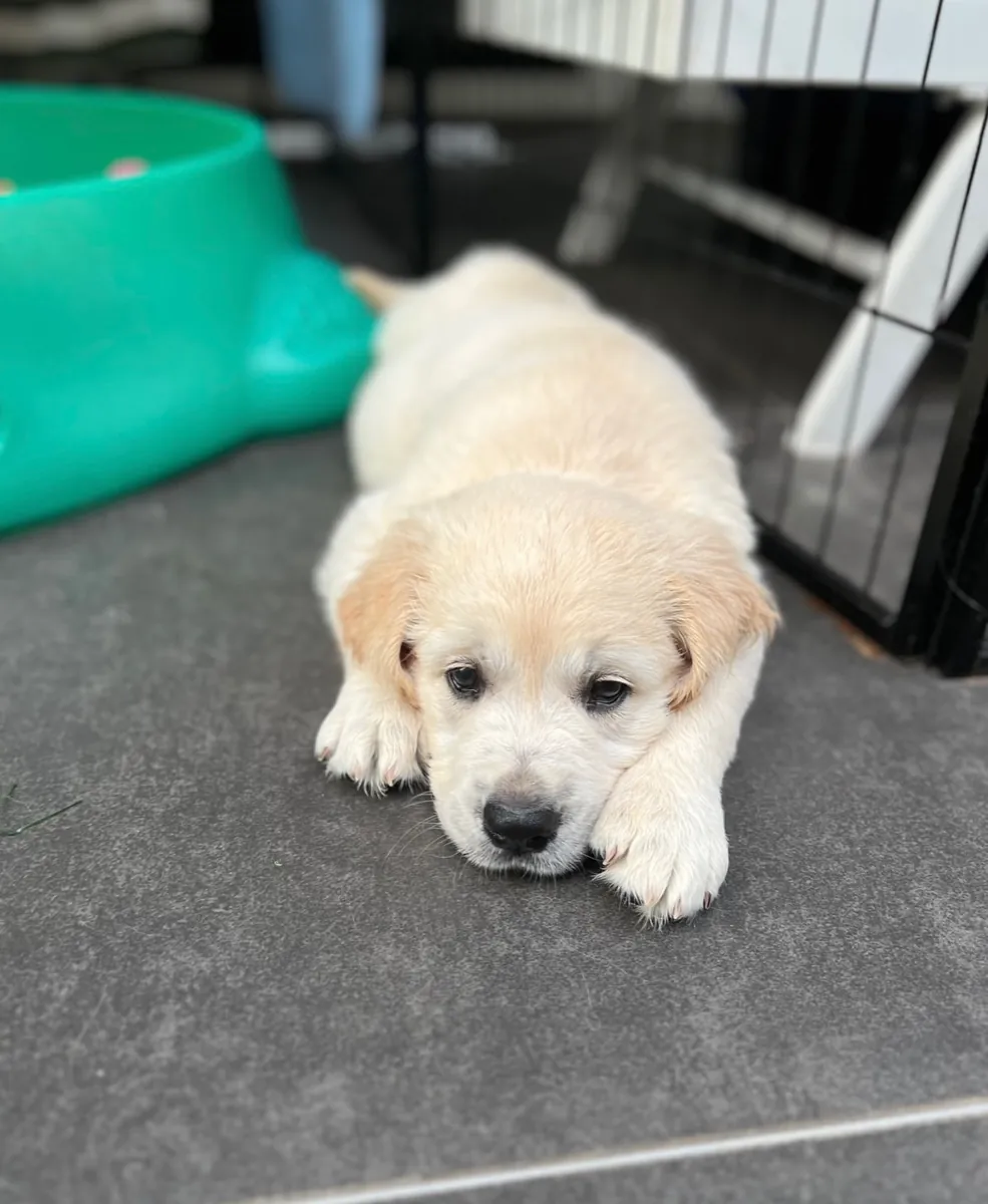 Golden Retriever 