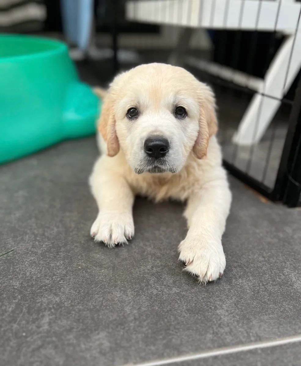 Golden Retriever 