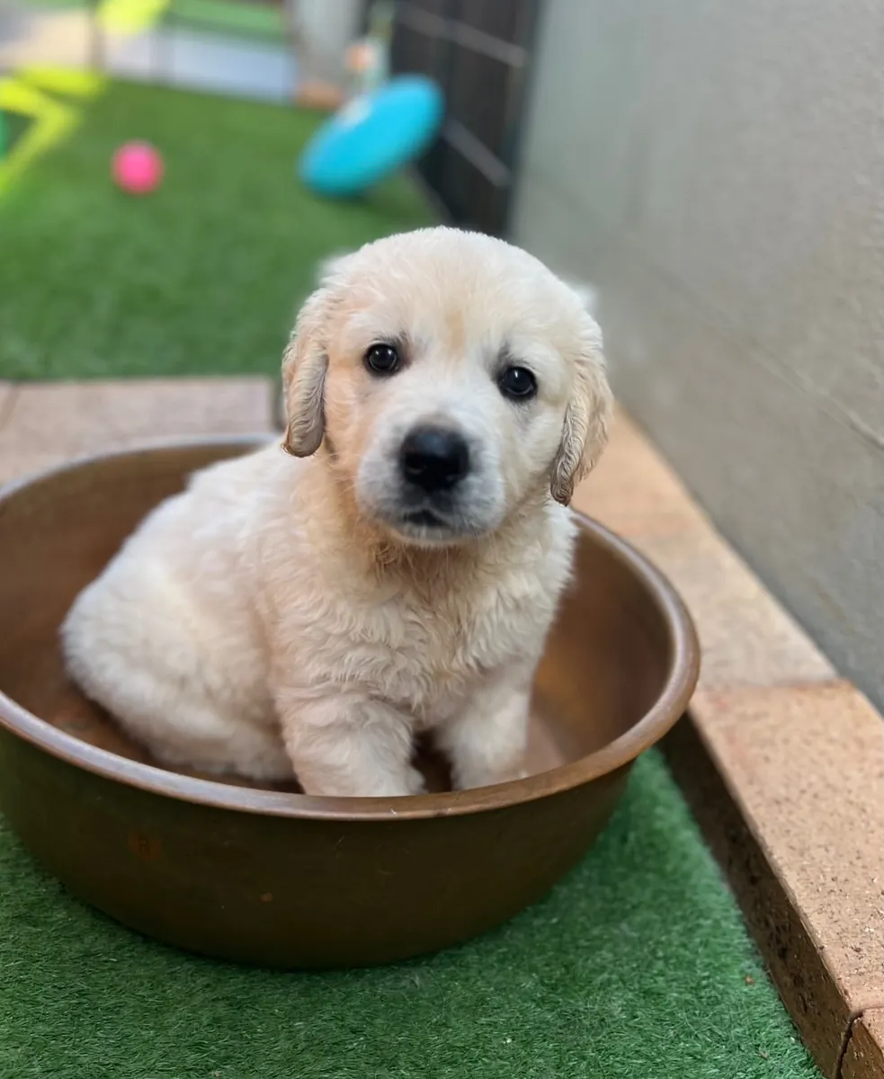 Golden Retriever 