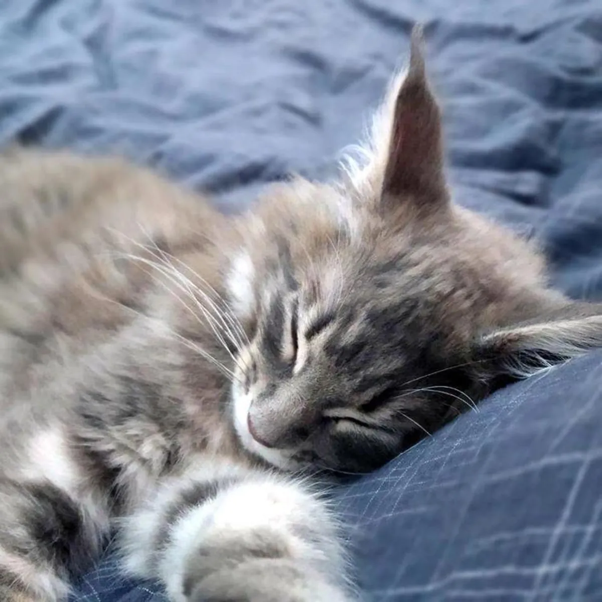 Gatitos Maine Coon
