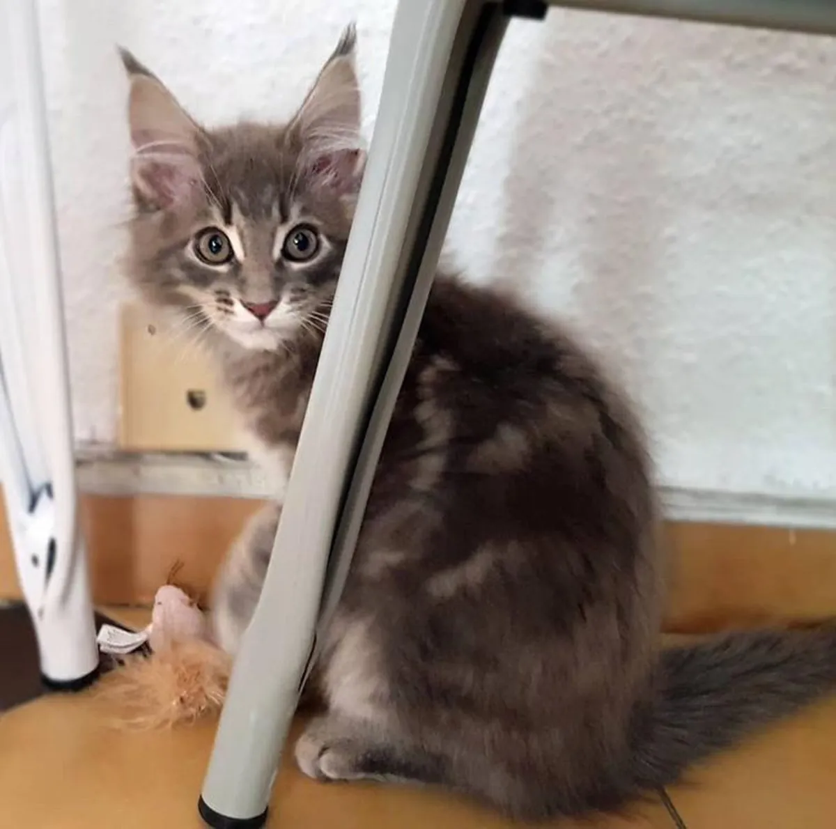Gatitos Maine Coon