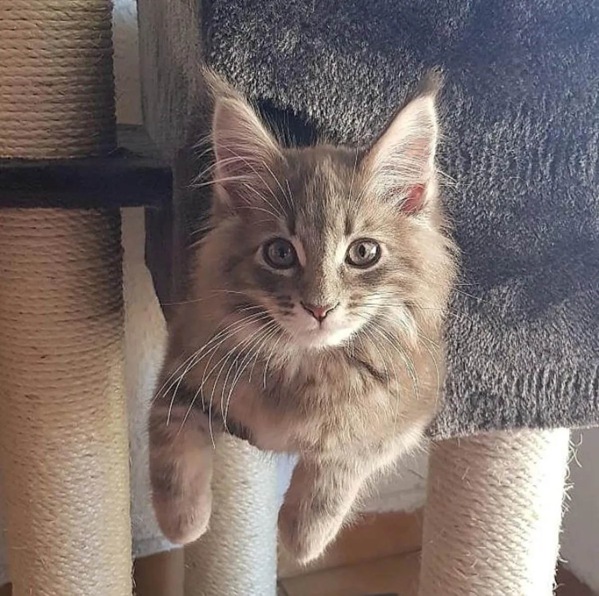 Gatitos Maine Coon