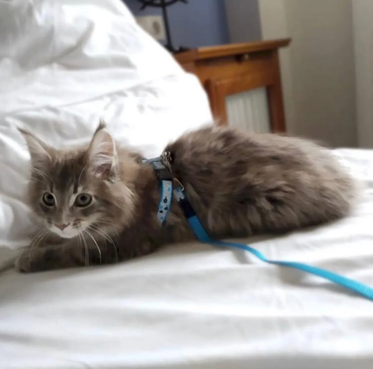 Gatitos Maine Coon