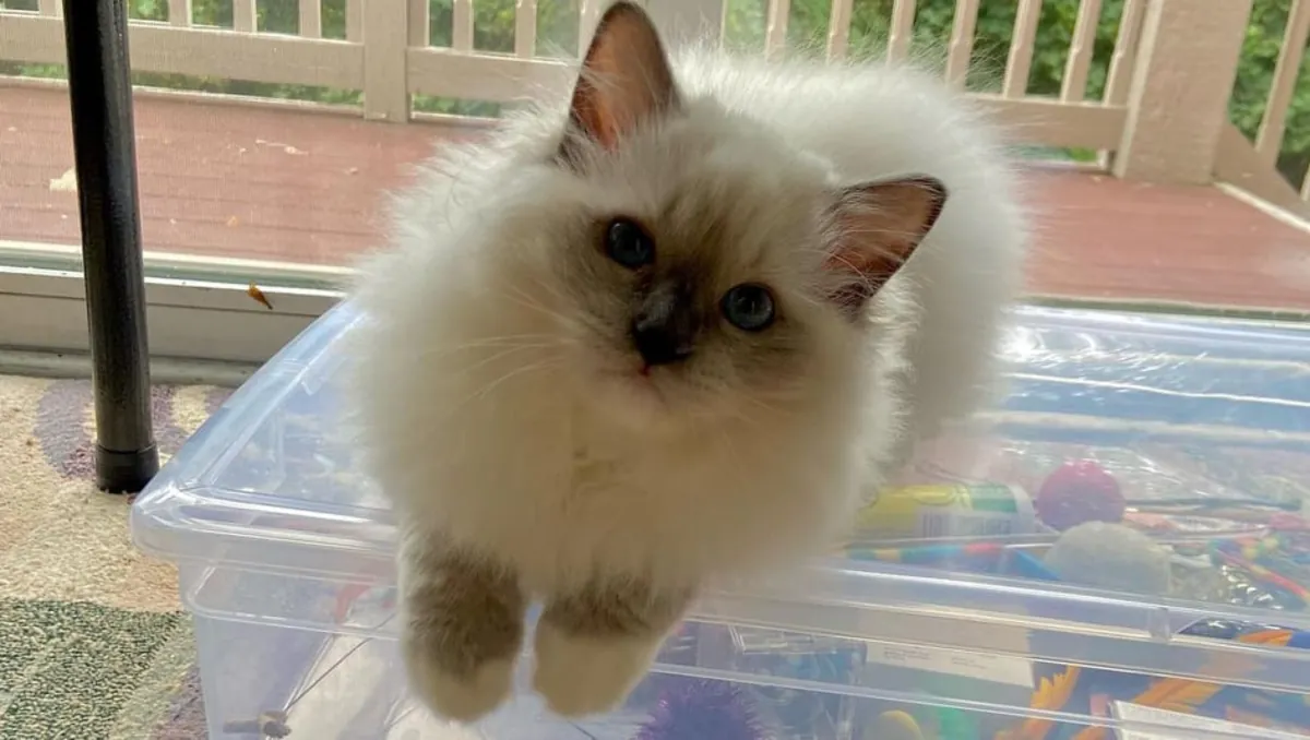 BEAUX CHATONS RAGDOLL