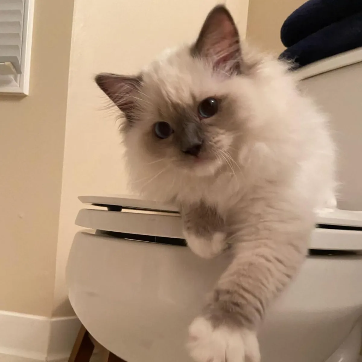 BEAUX CHATONS RAGDOLL