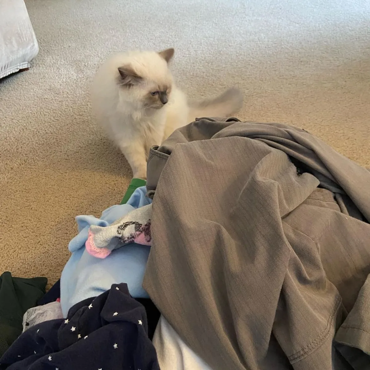 BEAUX CHATONS RAGDOLL