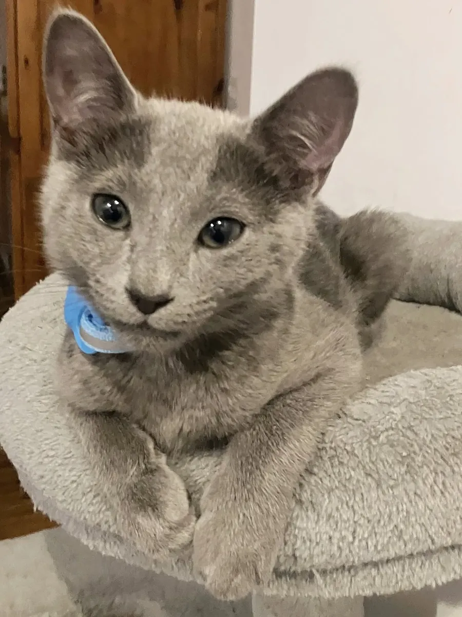 Rusya Mavisi Kedi Yavruları (erkekler ve dişiler)