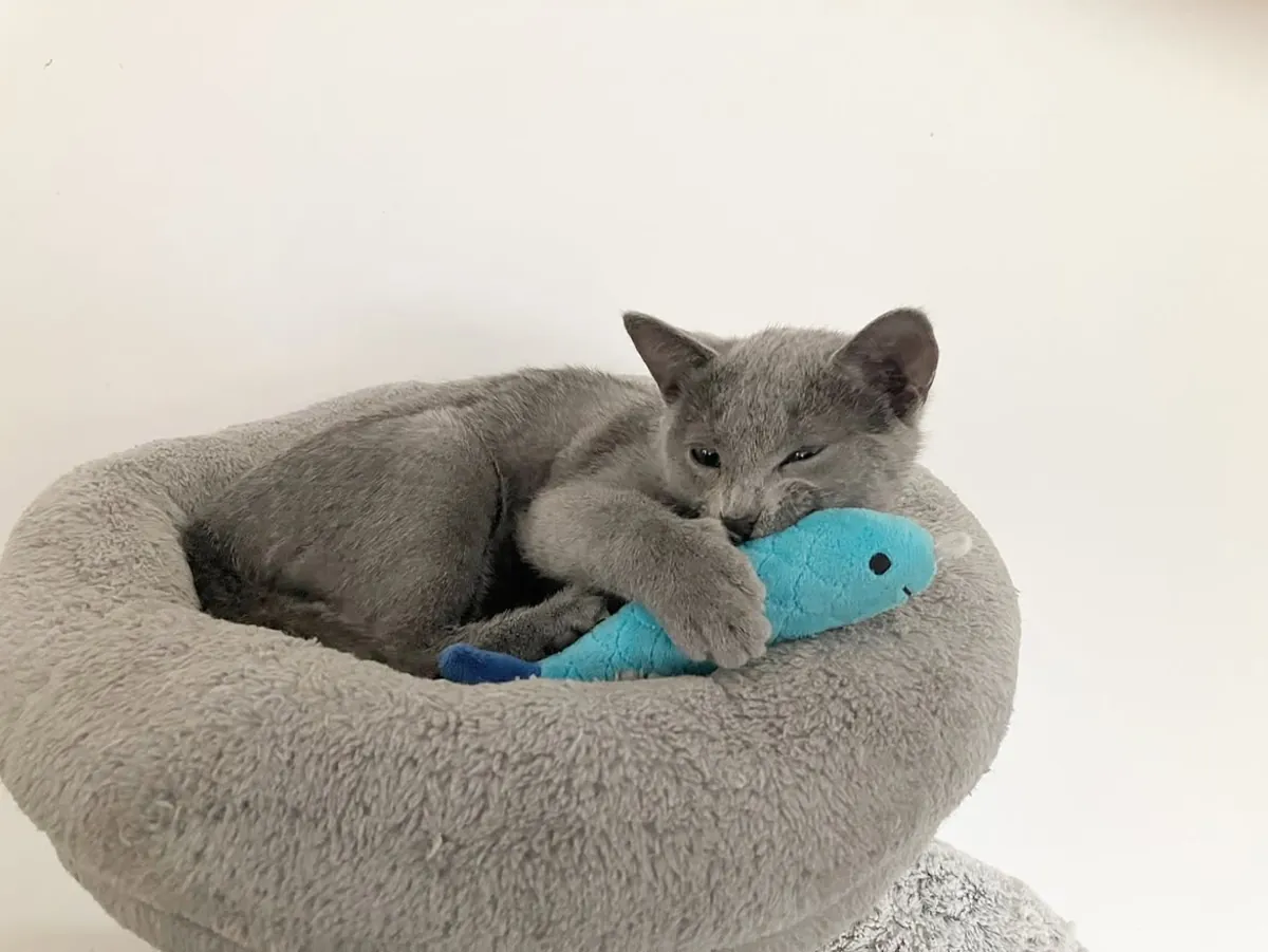 Rusya Mavisi Kedi Yavruları (erkekler ve dişiler)