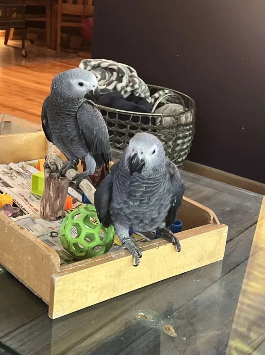 Handfed male and female African grey parrots for adoption
