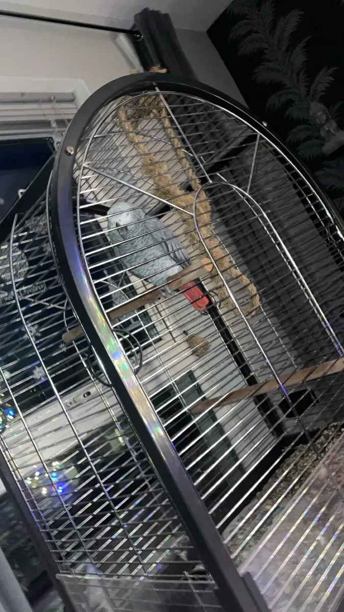 出售会说话的雄性非洲灰鹦鹉
