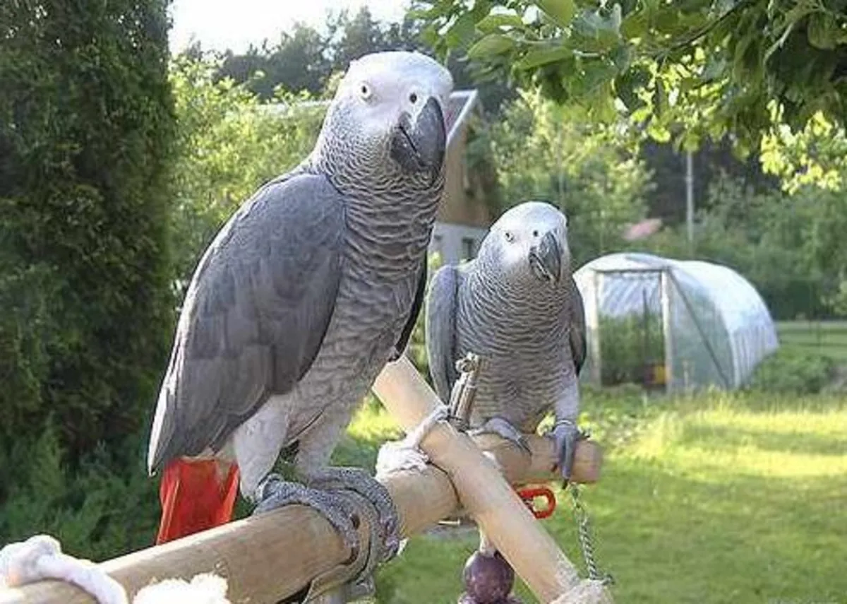 Loro Gris Africano de Congo