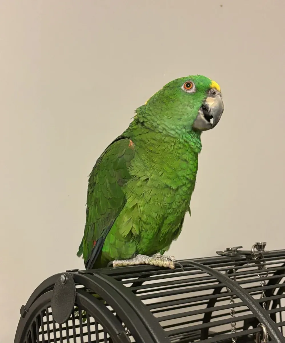 Cadeau: Perroquets Amazoniens à Nuque Jaune
