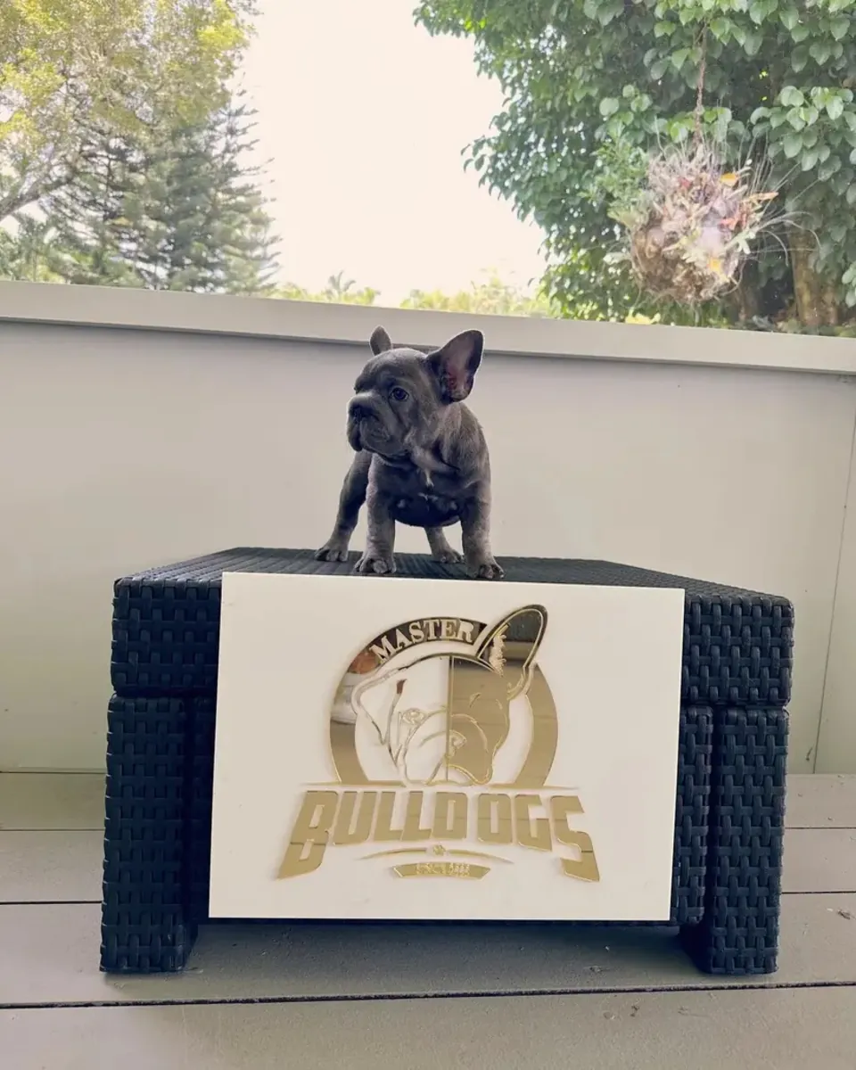 Sevimli Bulldog sahiplenme için